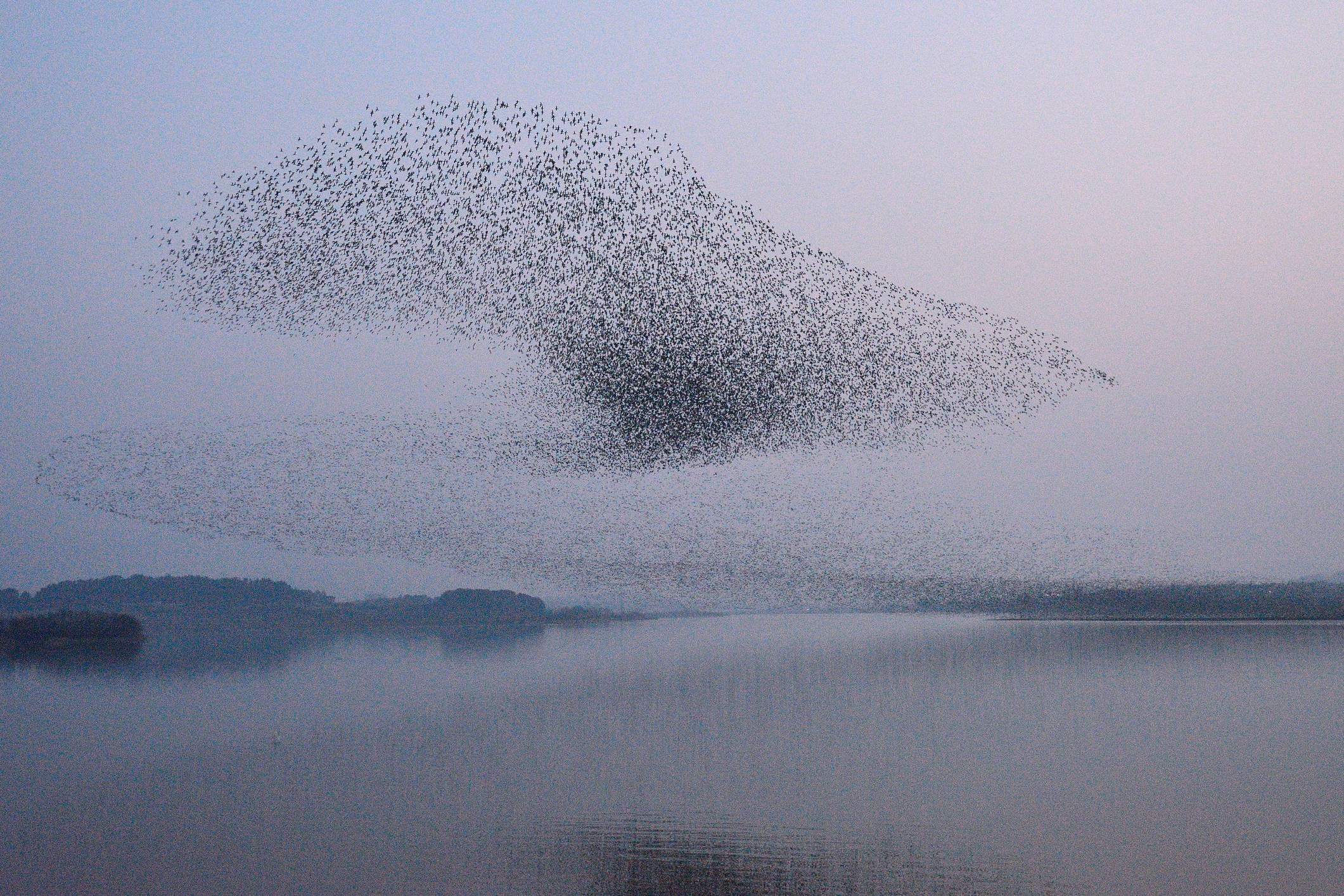 A photograph of a flock of birds flying in unison.