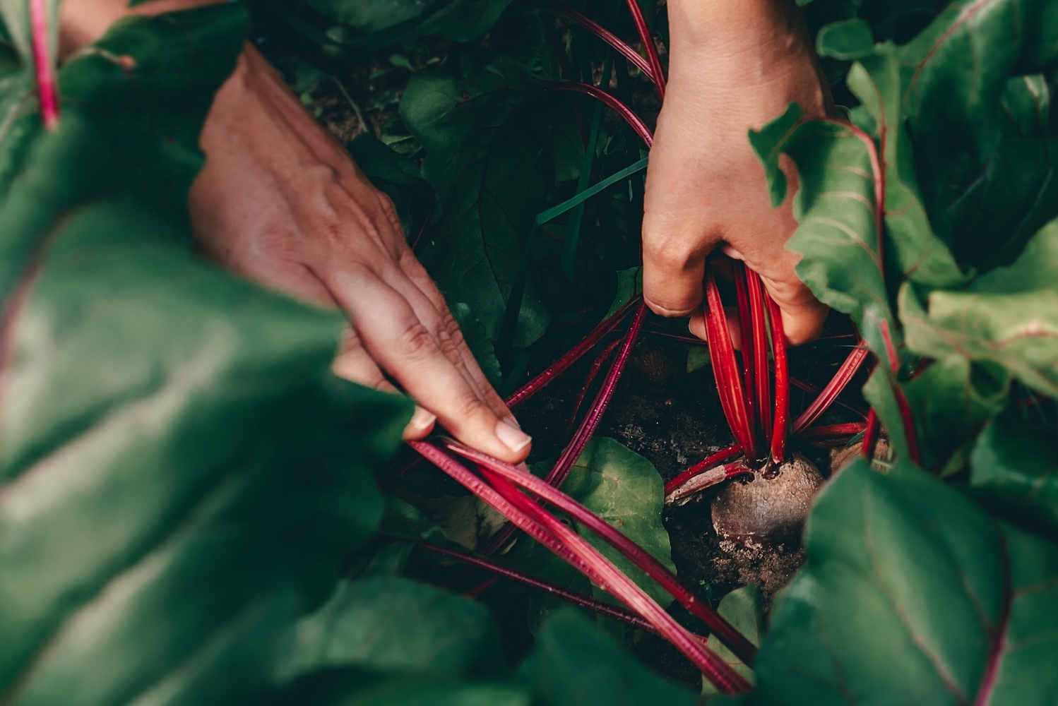 A pair of hands pulling up beets
